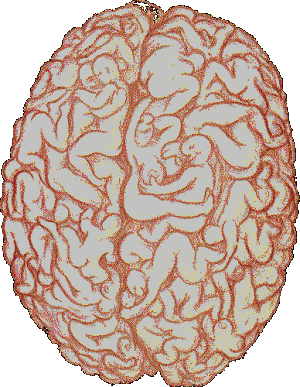 meme les cerveau c m&eacute; en action